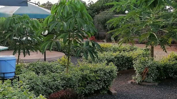 Un jardín con diversas plantas y una fuente de agua azul.