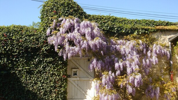 A white wooden gate with a small window, surrounded by lush green ivy and purple wisteria. - Charming house in the forest of Fontainebleau in a village of character (Recloses)