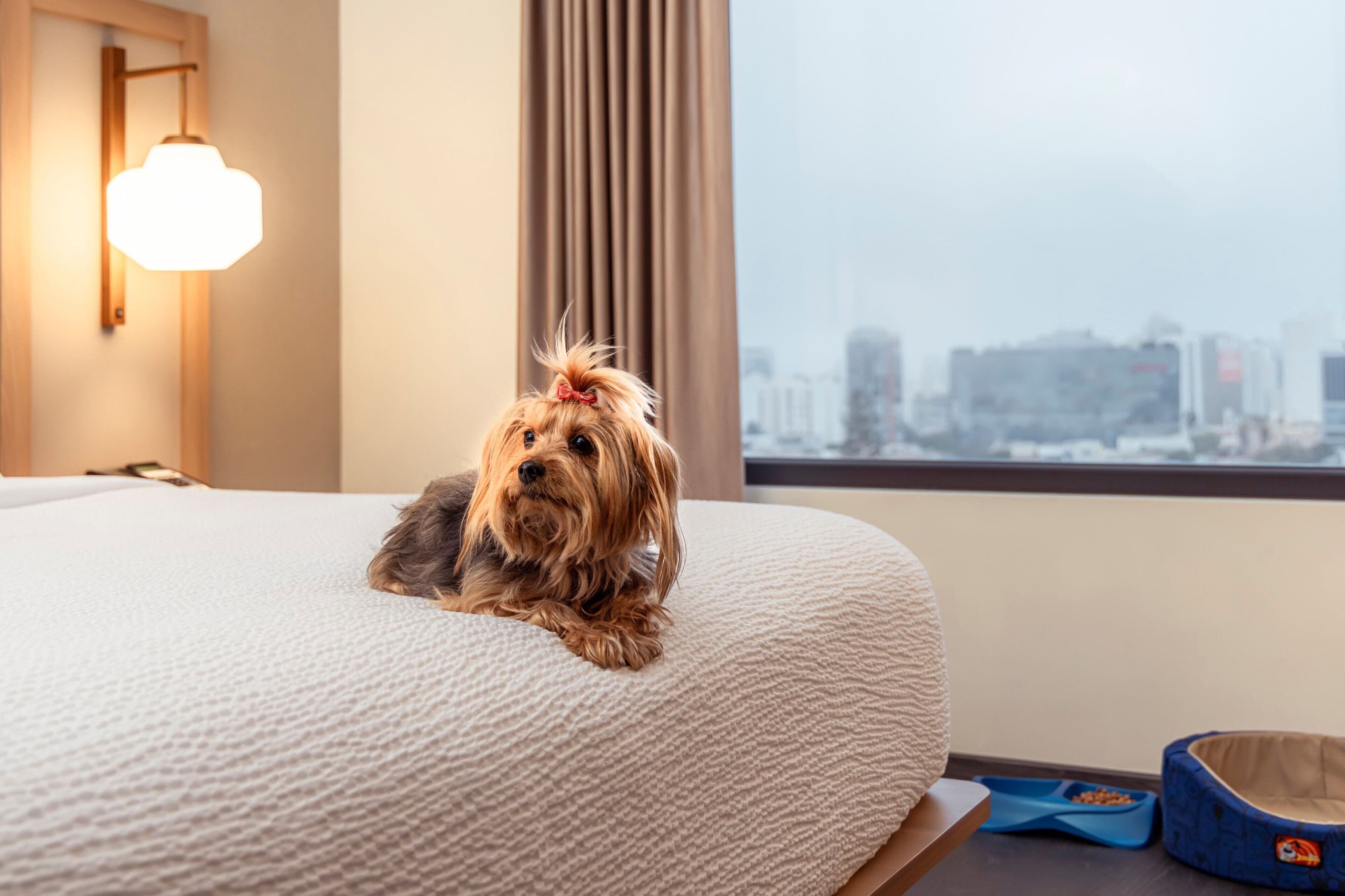 A dog lying on a bed in a hotel room with a city view.