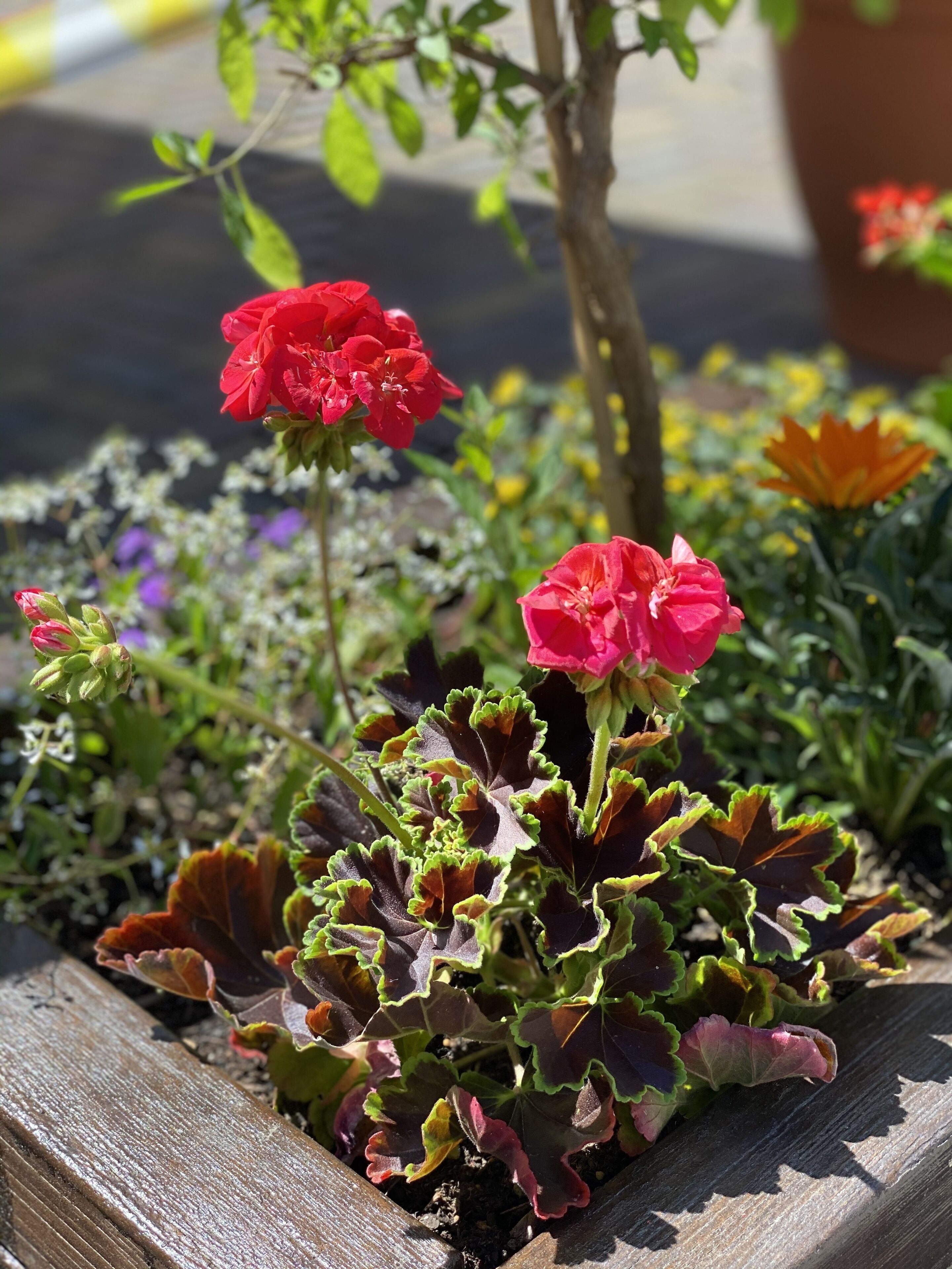 Una jardinera de madera con flores rojas y follaje verde.