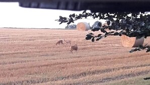 Um campo com fardos de feno e alguns animais pastando.