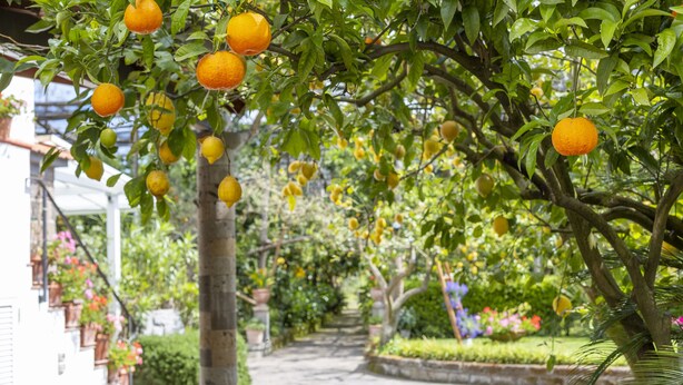 Ein Weg, gesäumt von Orangenbäumen, mit einem weißen Gebäude und Blumenkästen.
