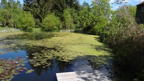 A wooden dock extending into a pond surrounded by dense greenery and trees. - Urlaub mit dem Haustier im Wald (Rostock-Wiethagen)