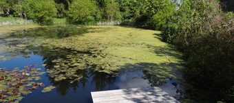 Urlaub mit dem Haustier im Wald