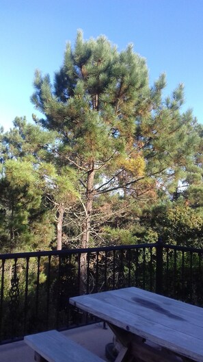 Property grounds - Suite for Three in Converted Barn on Ground Floor (Outes)