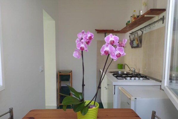 Una cocina con una mesa de madera, dos orquídeas en macetas amarillas, una estufa y un refrigerador pequeño.