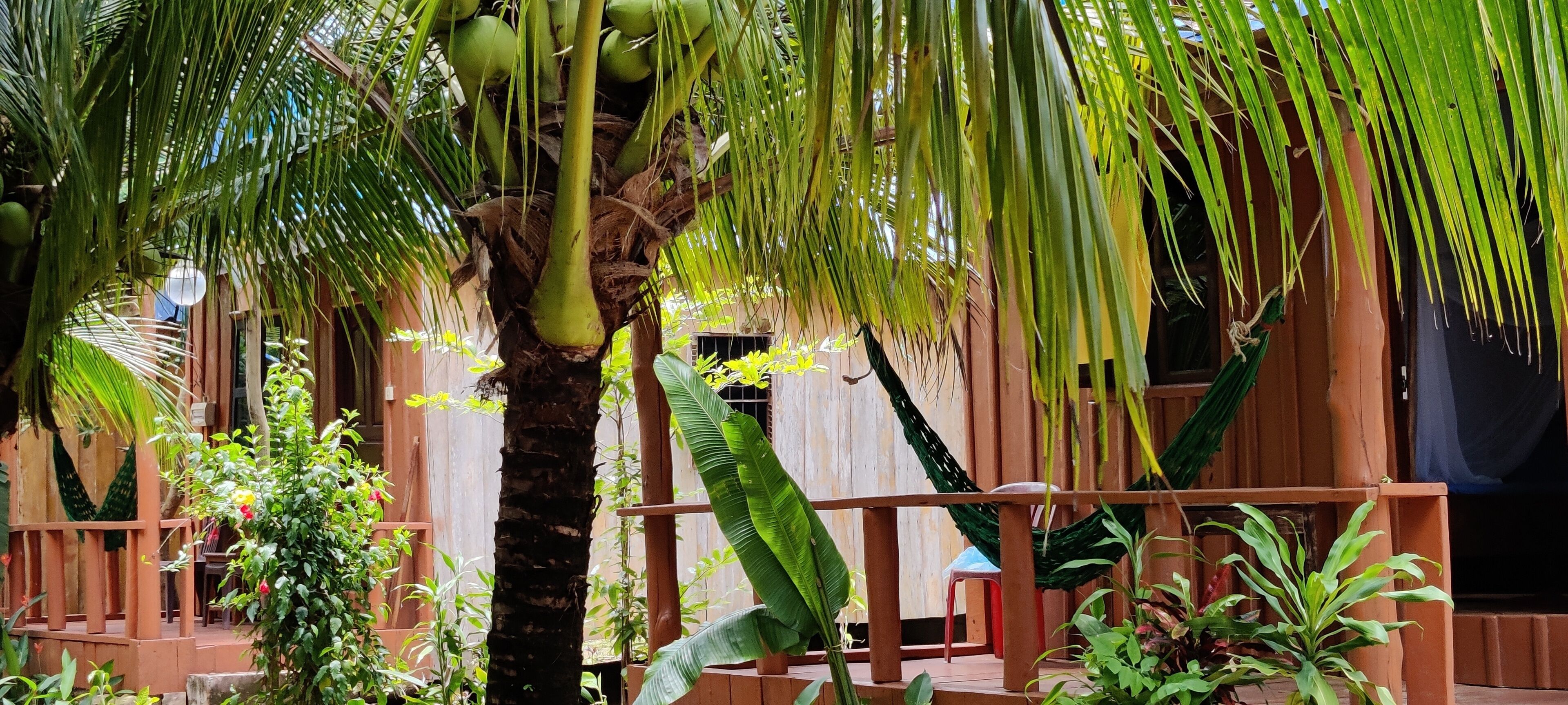 A wooden deck with a hammock, surrounded by lush greenery and a palm tree.