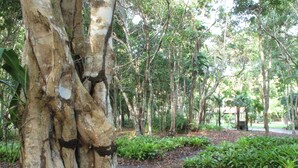 Ein bewaldetes Gebiet mit verschiedenen Bäumen, darunter ein Baum mit abblätternder Rinde im Vordergrund.