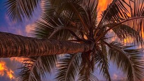 A beach scene with palm trees and a sunset. - AWON Hotel (Mirissa)
