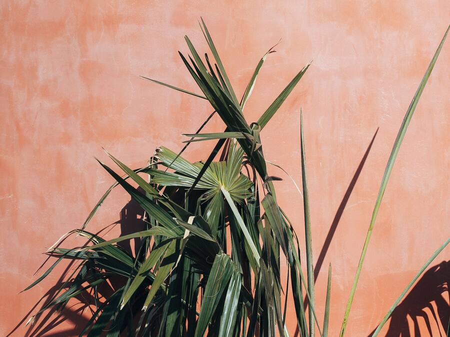 A plant with long, slender leaves against a textured orange wall.