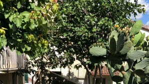 Ein Garten mit Kaktee, einem kleinen Baum und einer Rasenfläche.