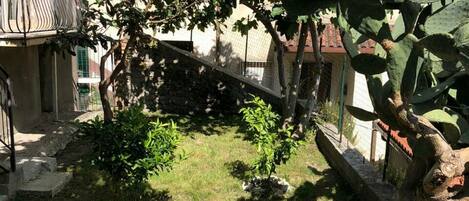 A garden with a cactus, a small tree, and a grassy area.