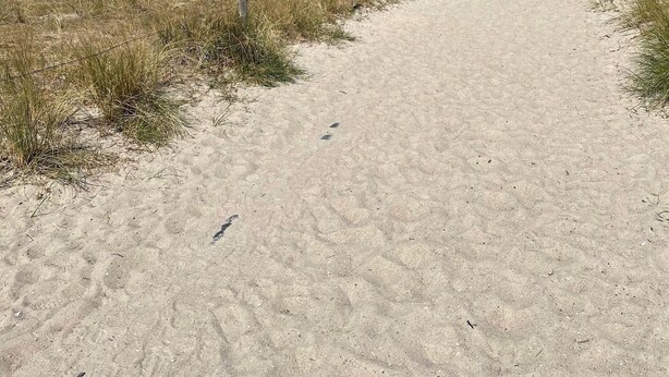 Un sendero arenoso que lleva al océano, flanqueado por hierba alta.