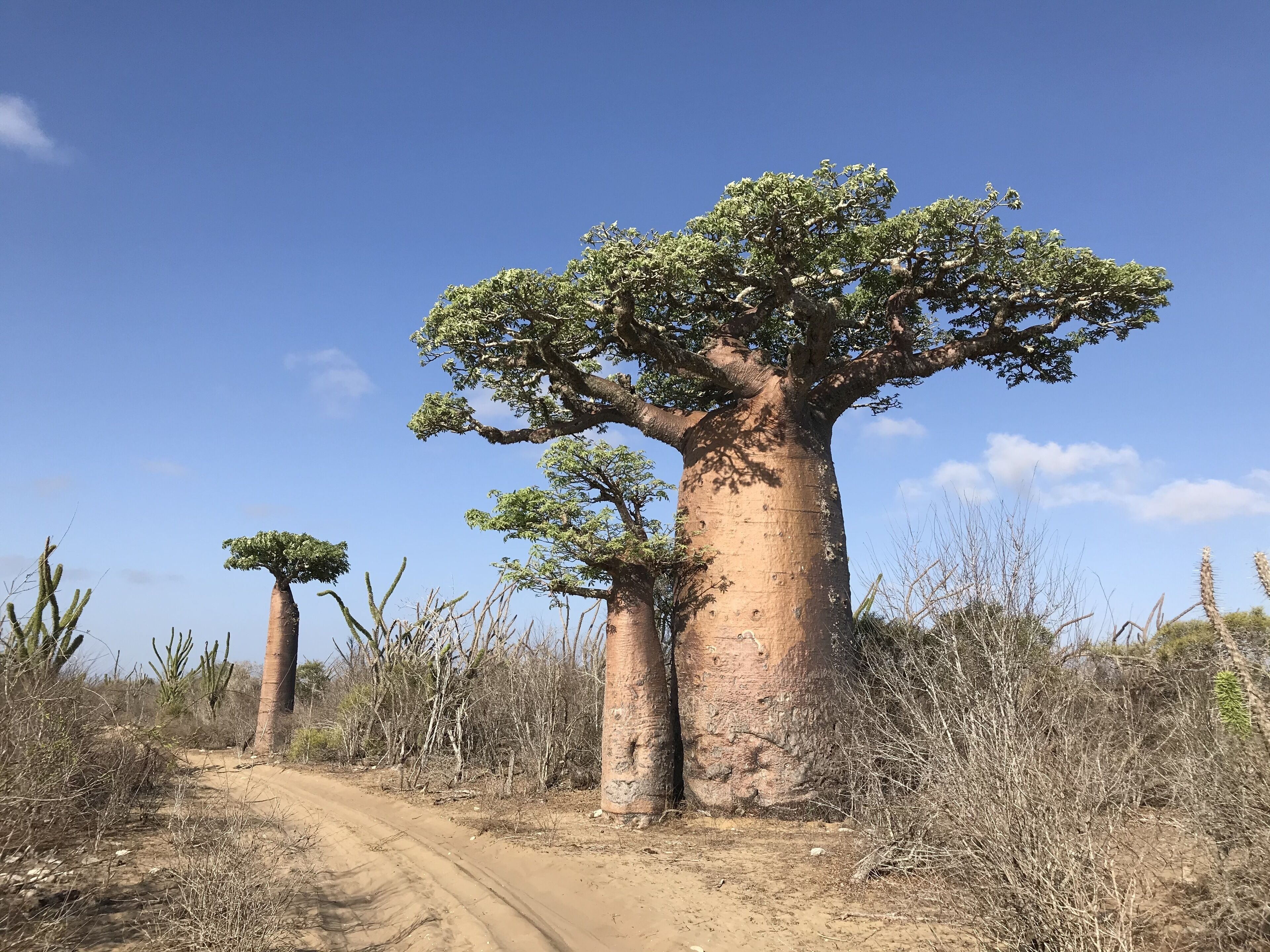 A dirt path leading to a large baobab tree.
