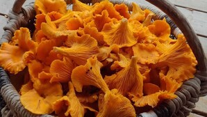 En kurv fyldt med orange svampe på en træoverflade.