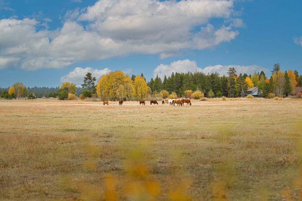 A wide-open field with a herd of horses grazing, surrounded by trees with autumn foliage.