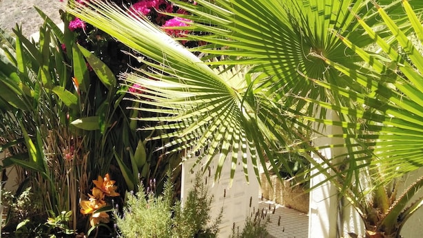 Um jardim com diversas plantas, incluindo uma palmeira imponente e flores cor-de-rosa.