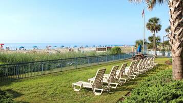 A beachside area with rows of sun loungers, a palm tree, and a view of the ocean.
