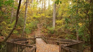 A wooden boardwalk through a forest with a stone pathway.