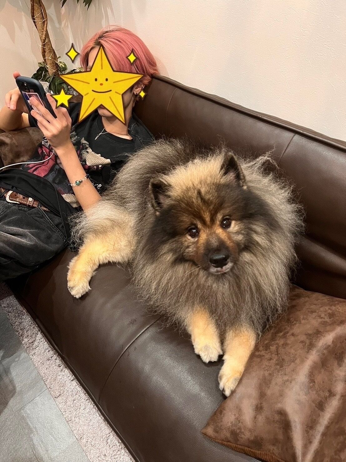 A fluffy dog lying on a brown leather couch with a person sitting beside it.