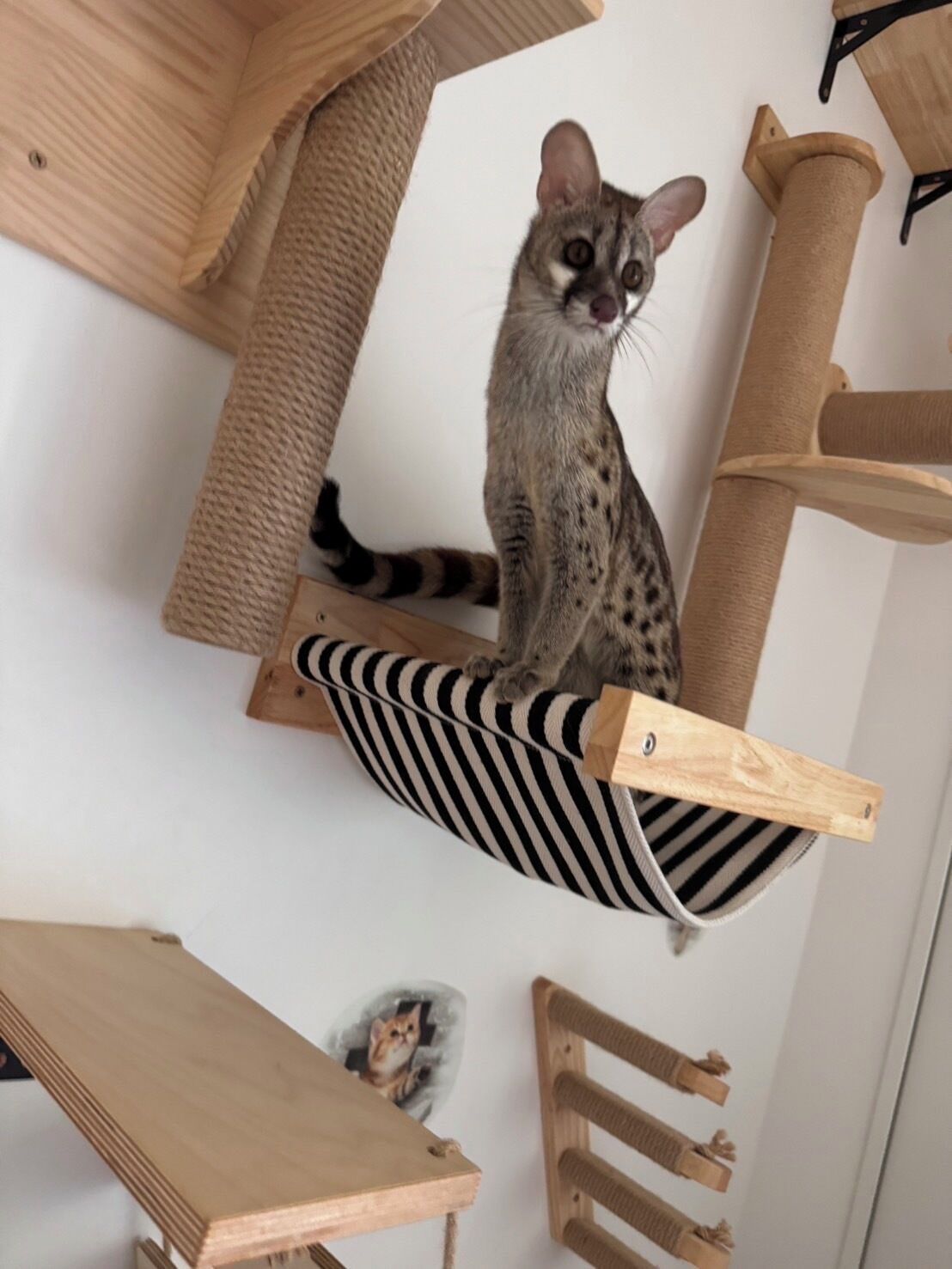 A cat climbing a wooden cat tree with a striped platform.