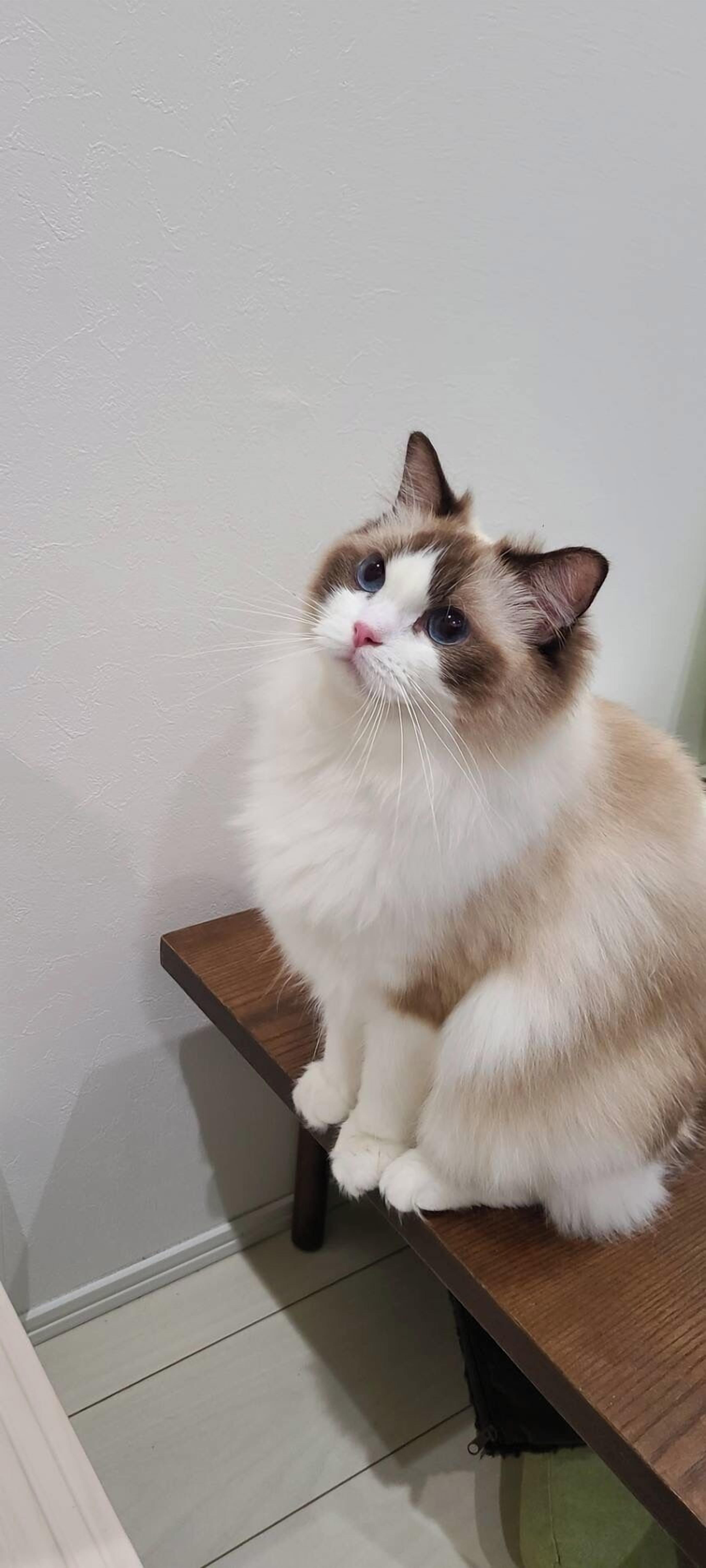 A fluffy cat sitting on a wooden bench against a plain wall.