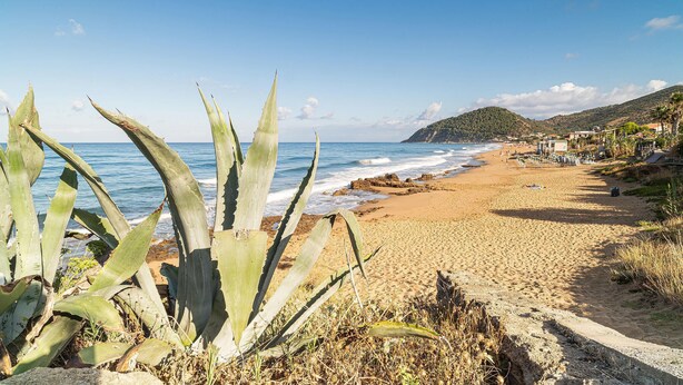 En strand med aloe vera-plantor i förgrunden, en sandstrand och en utsikt över havet och kullarna i bakgrunden.
