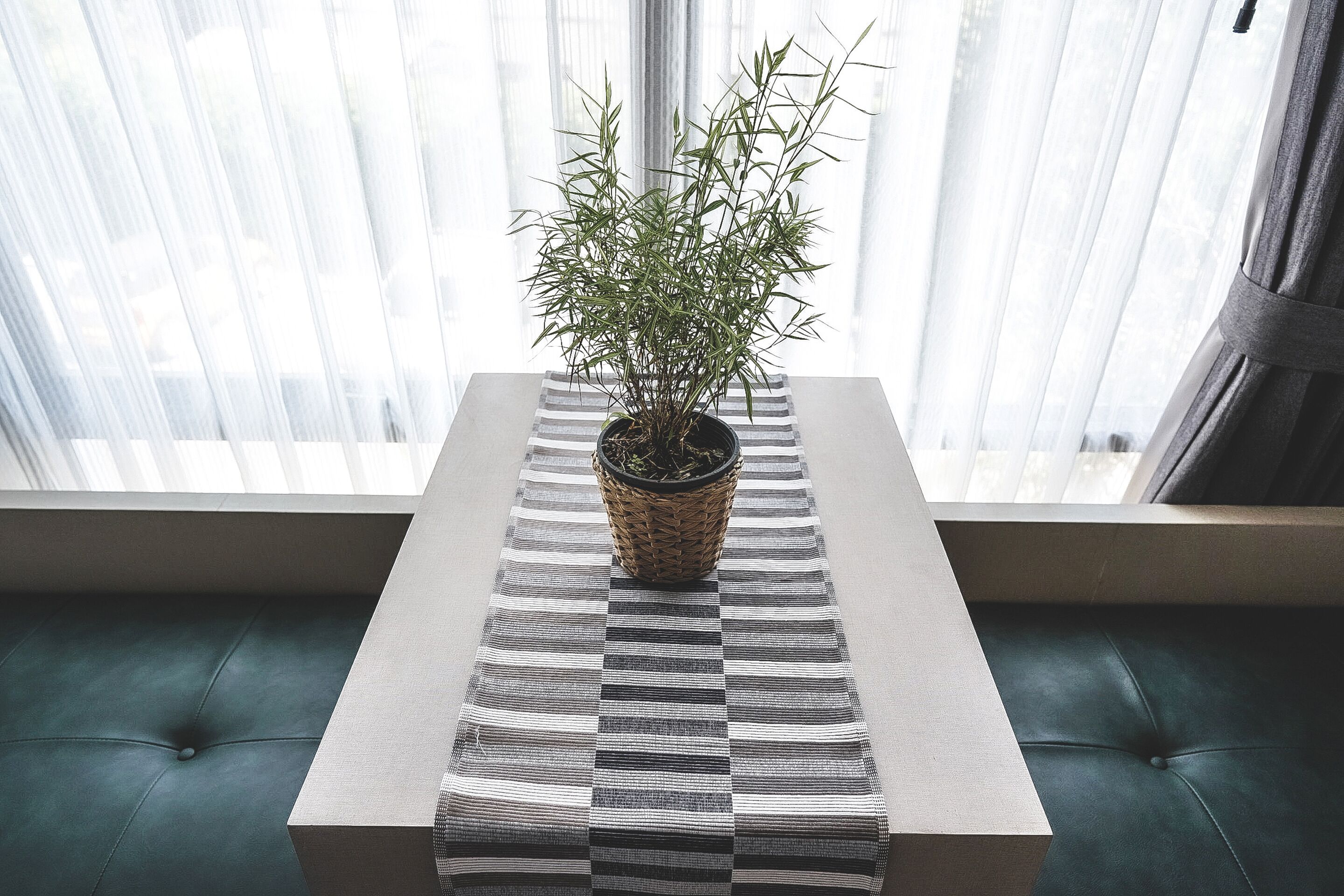 Una planta en maceta sobre una mesa a rayas en una habitación con ventana y asientos tapizados en verde.