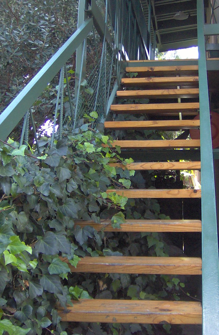 A wooden staircase with metal railings, surrounded by ivy.