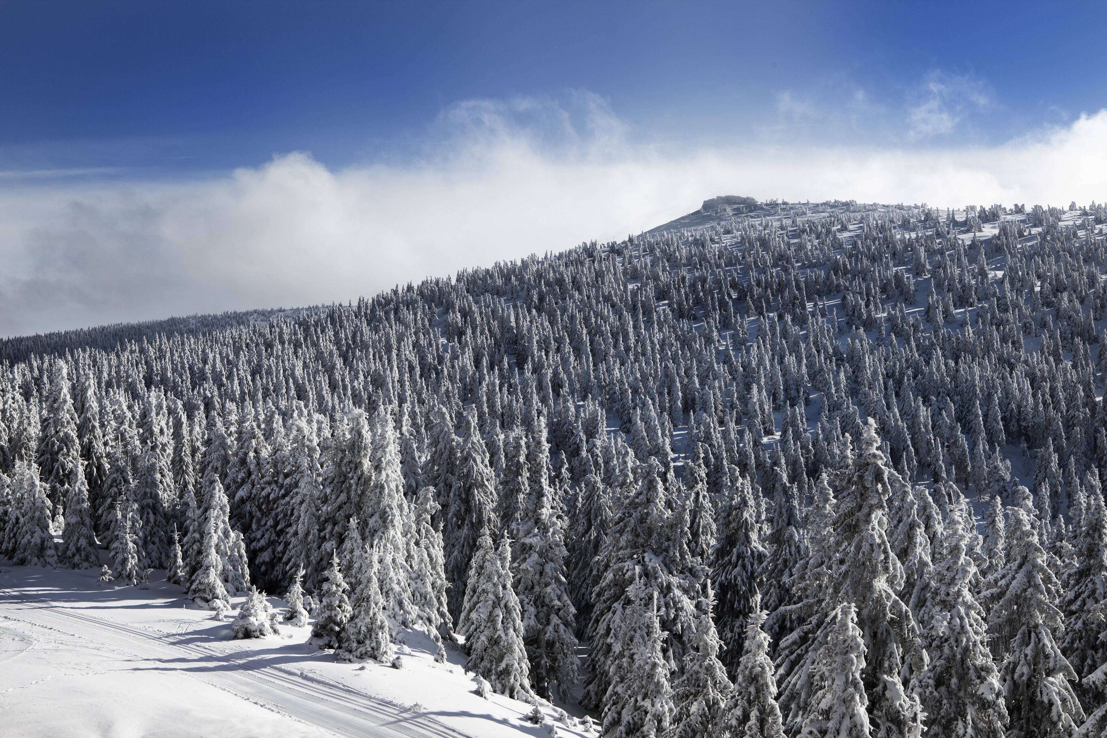 A snowy forest with a clear sky.