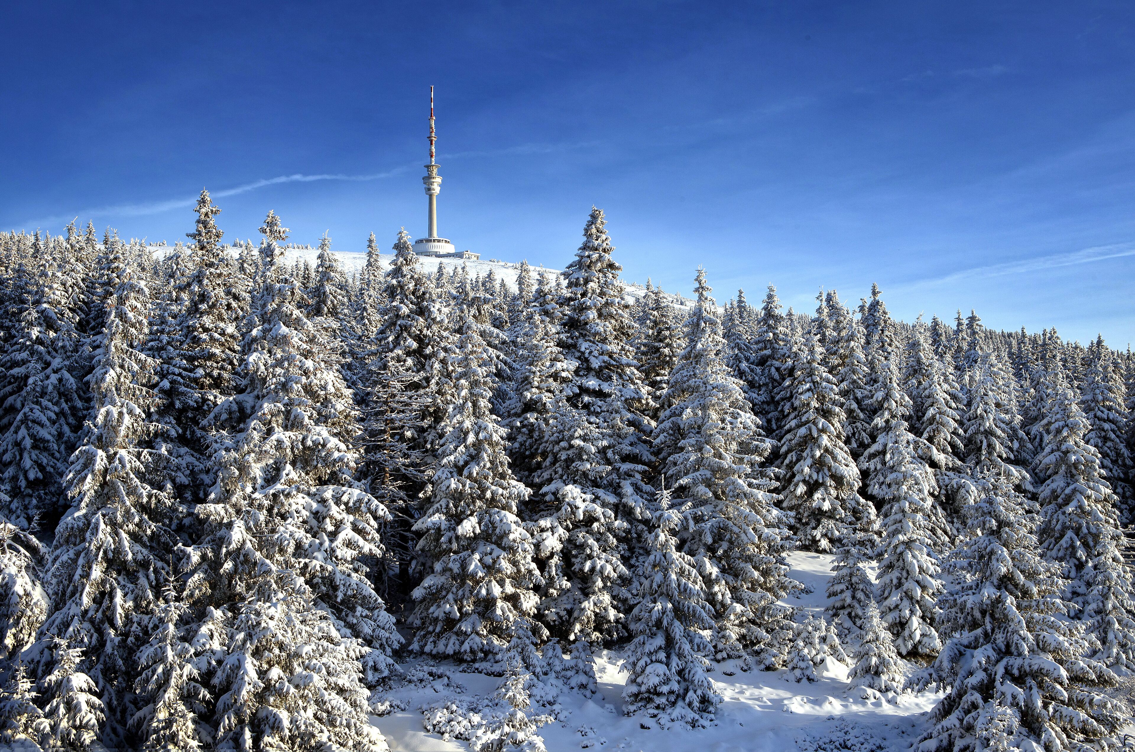 Un bosque nevado con una torre al fondo.
