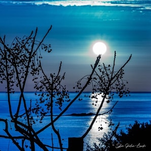 Une vue sur l’océan, avec une lune brillante se reflétant sur l’eau, le tout encadré par les branches d’un arbre, qui se découpent en silhouette.