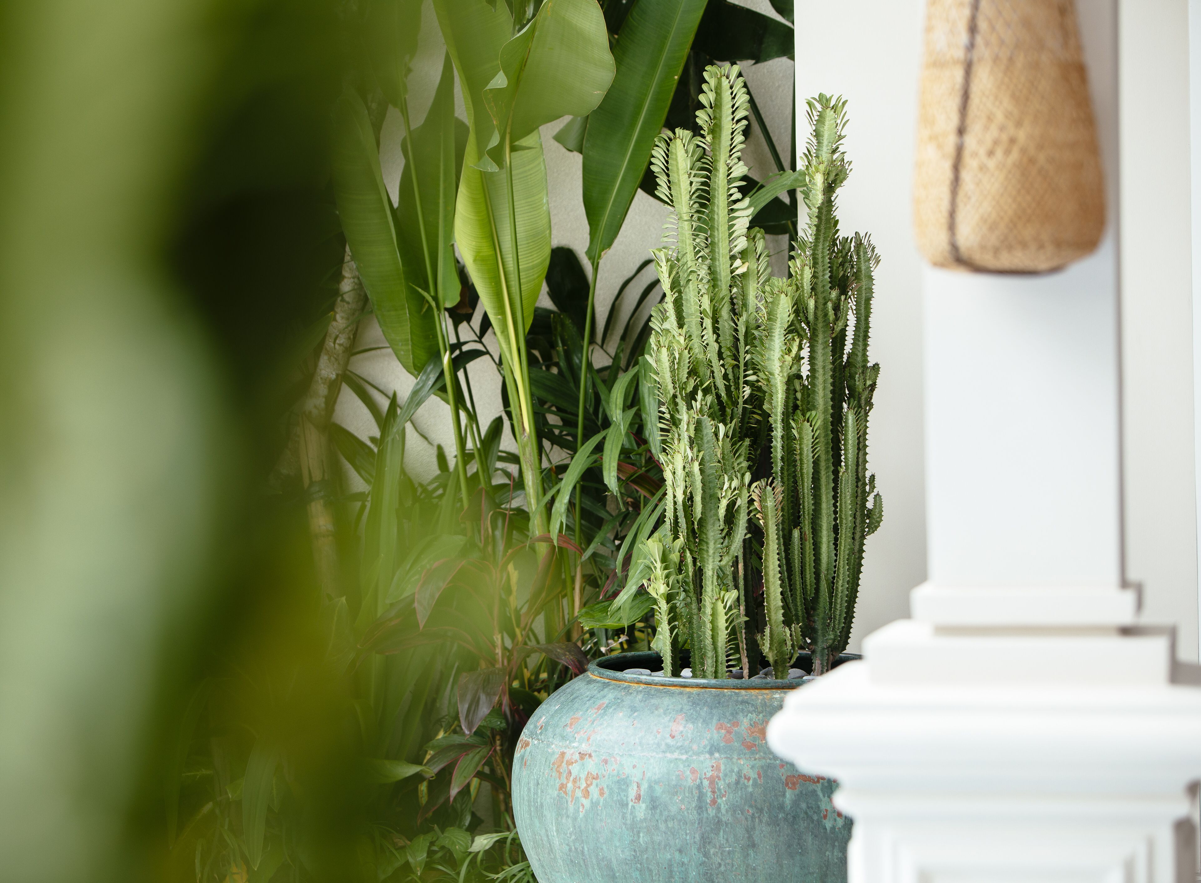 A potted plant with spiky leaves in a rustic blue pot, placed near a white column and a hanging basket.