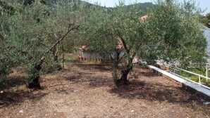 An olive grove with trees and a building in the background. - Vita Apartments (Korcula)