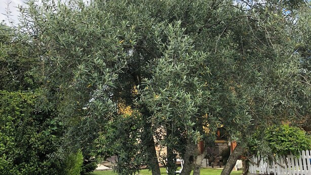 A tree-lined backyard with a white picket fence and a stone wall. - Margasol - Housing for Tourist Use (PEDREZUELA)