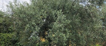 Margasol - Housing for Tourist Use