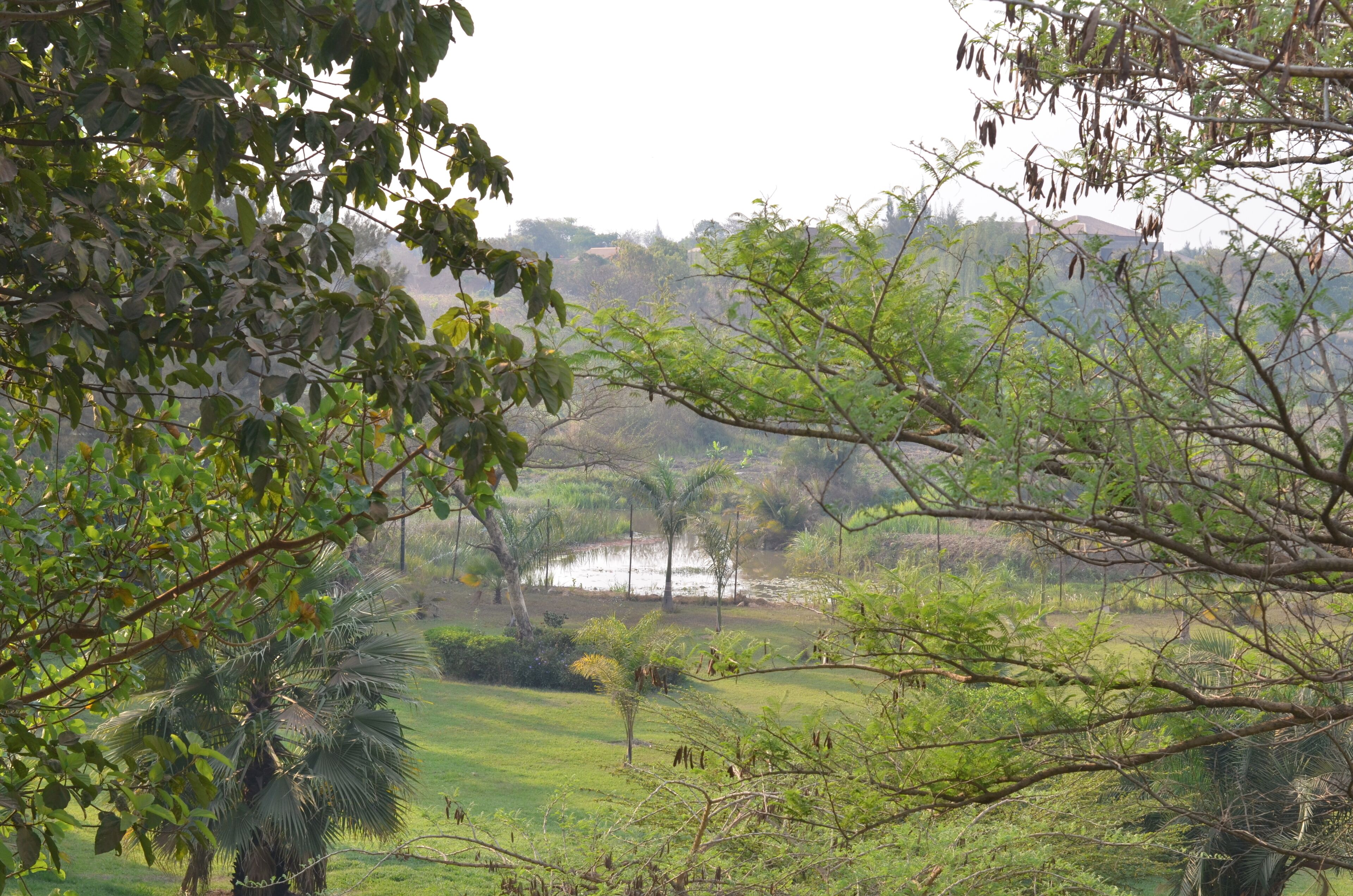 Un paisaje exuberante y verde con una masa de agua, árboles y una zona cubierta de hierba.