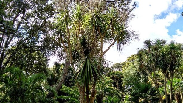 Un jardin luxuriant où poussent de nombreuses plantes et arbres tropicaux.
