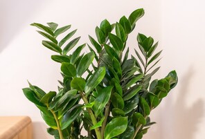 标准房 | 客房服务设施