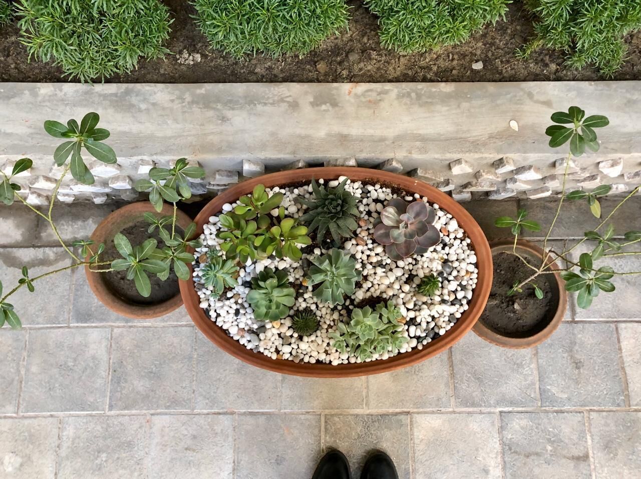 A top-down view of a potted plant arrangement on a tiled patio.