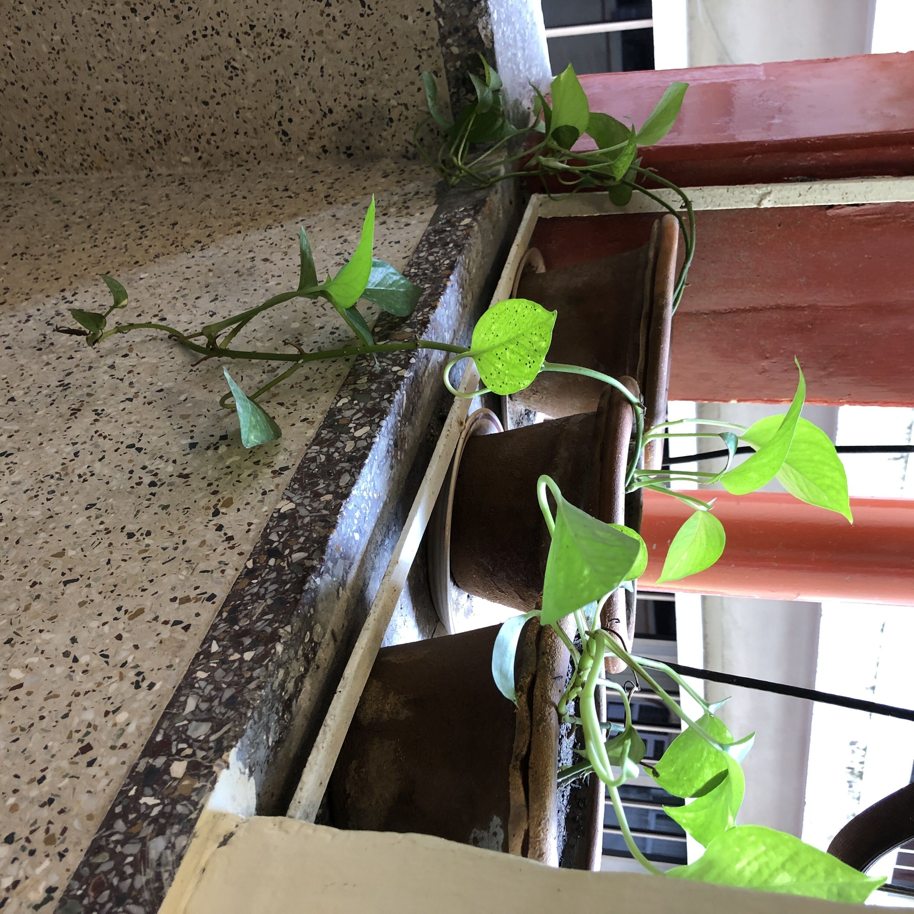 A potted plant with green leaves in a corner of a room with a speckled floor and a red wall.