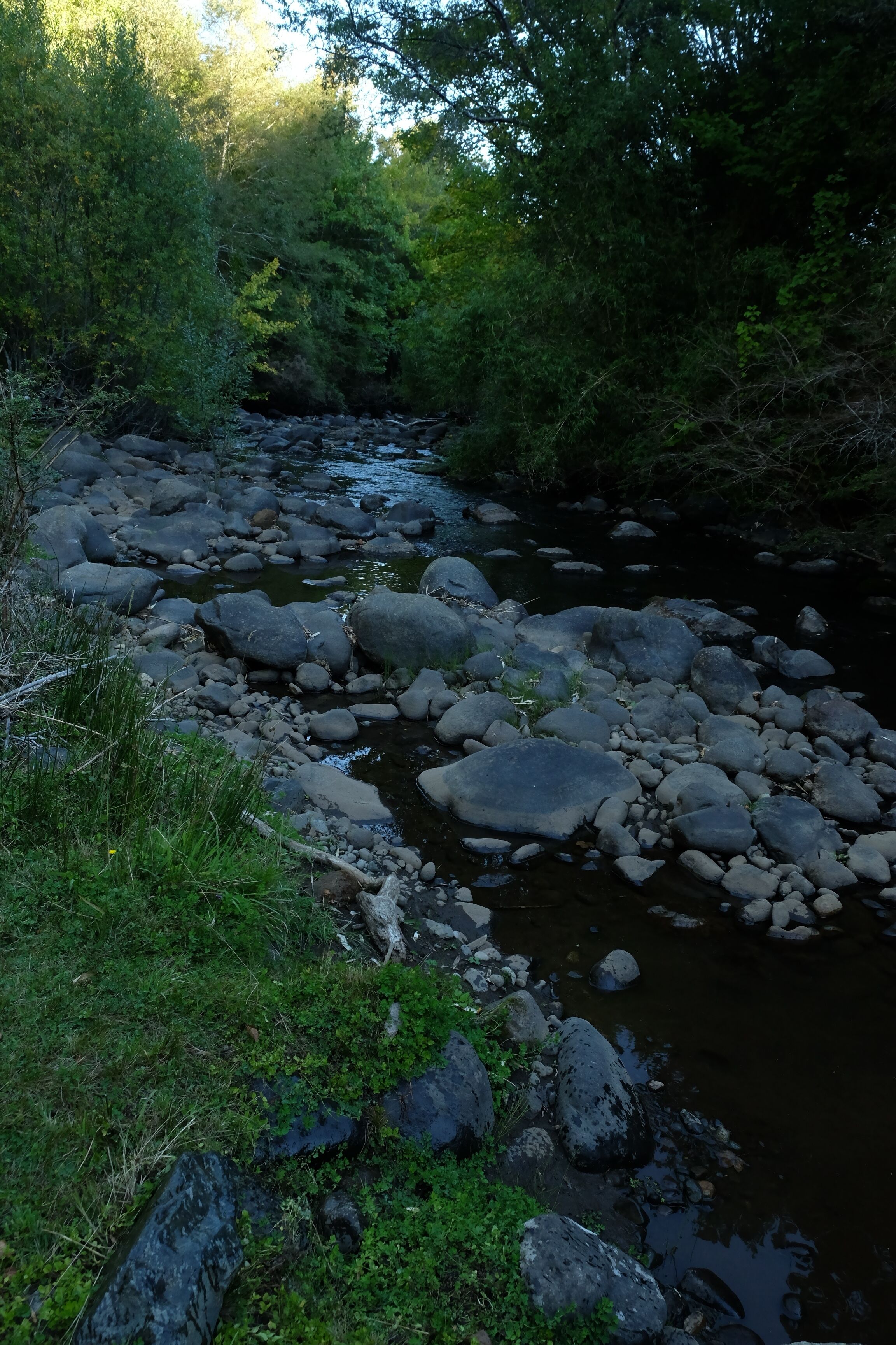 A river with large rocks and dense greenery.