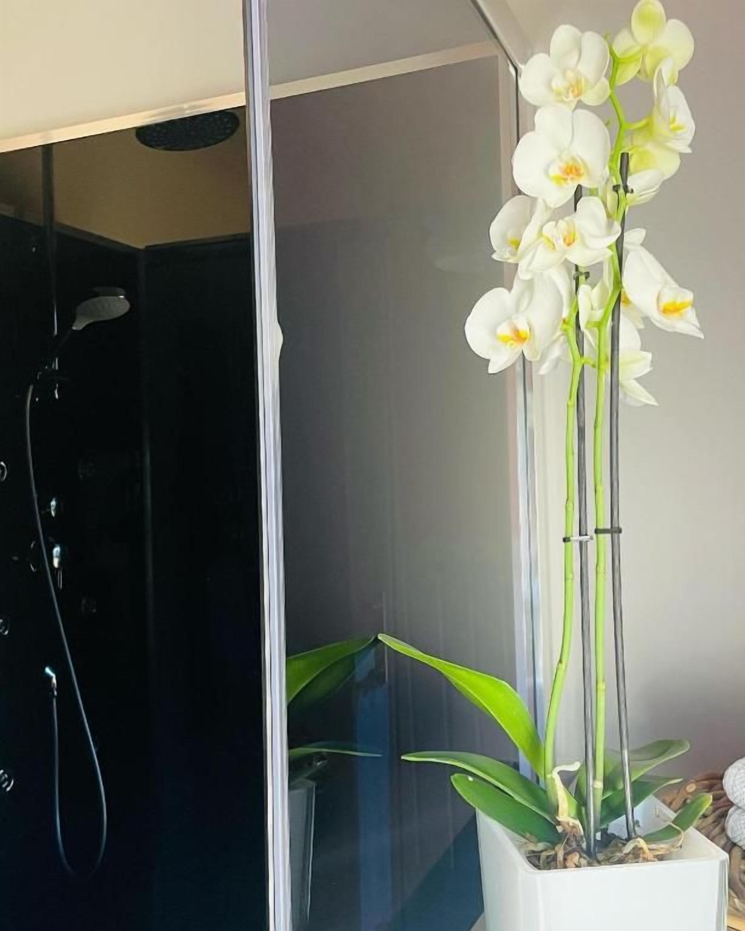 Una planta de orquídea en maceta blanca.