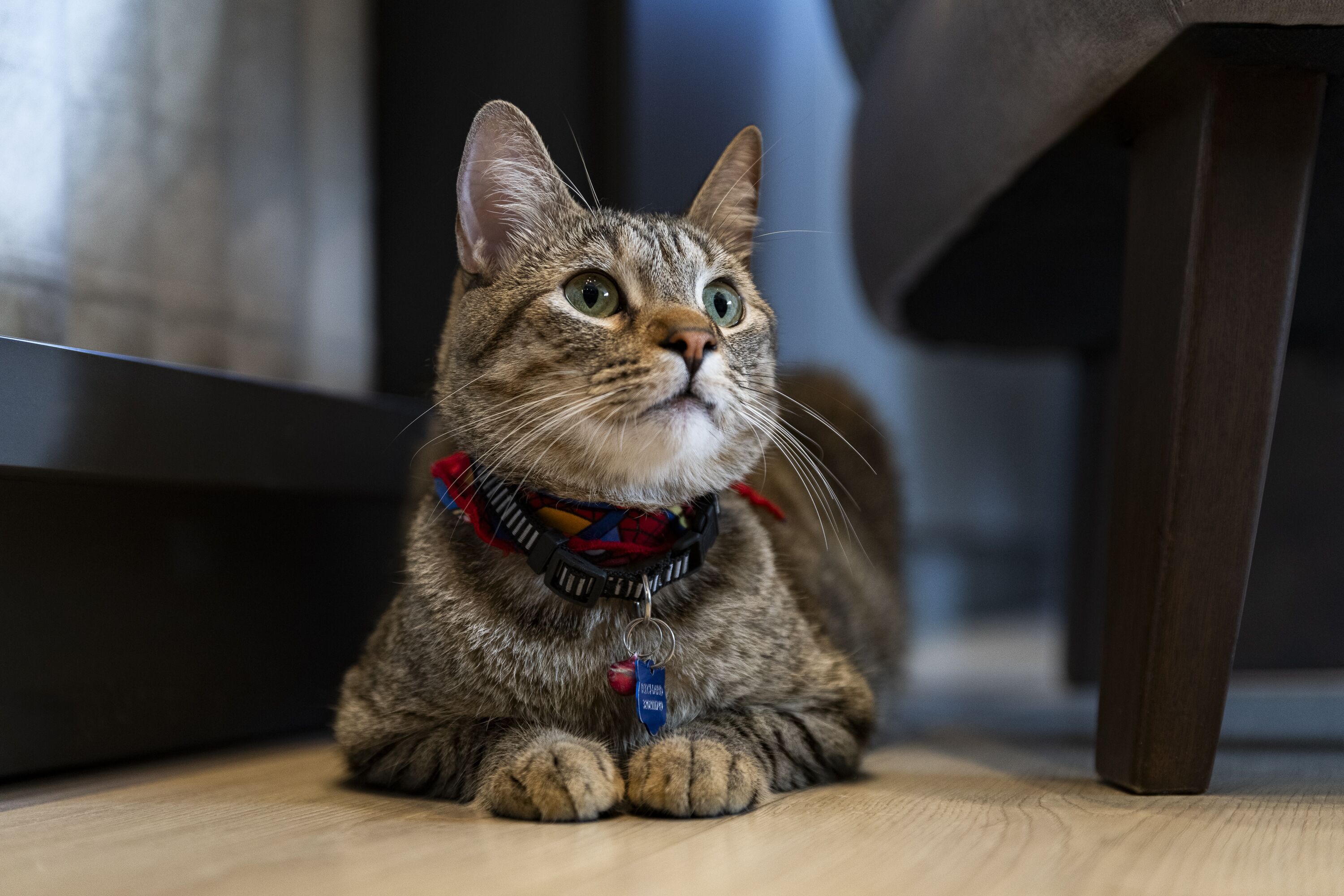 A cat with a collar lying on a wooden floor.