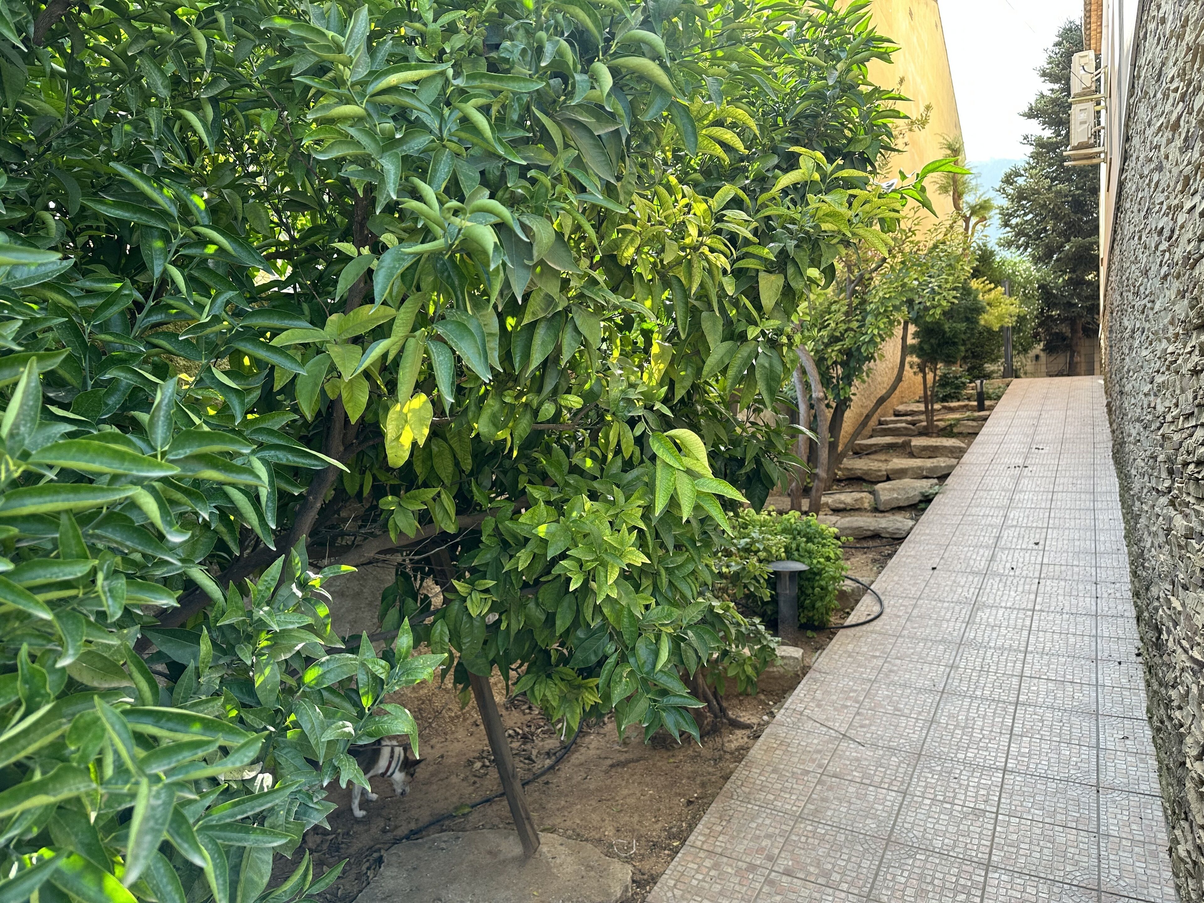Un chemin pavé, situé à côté d’un bâtiment dont le mur est en pierre.