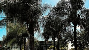 Un espacio al aire libre con mesas y sillas blancas, rodeado de palmeras y follaje, con un edificio moderno al fondo.