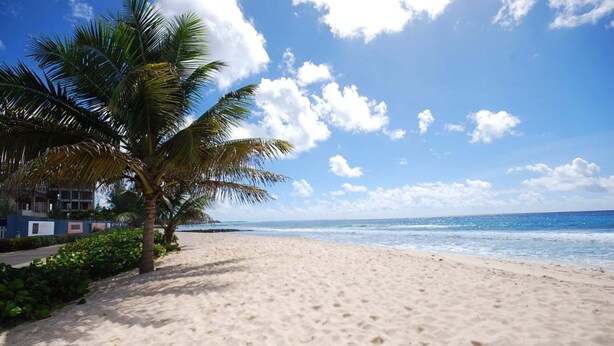 A sandy beach with a palm tree and ocean view. - Margate Gardens 4 by Blue Sky Luxury (Hastings)