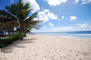 Una playa arenosa con una palmera y vista al océano.