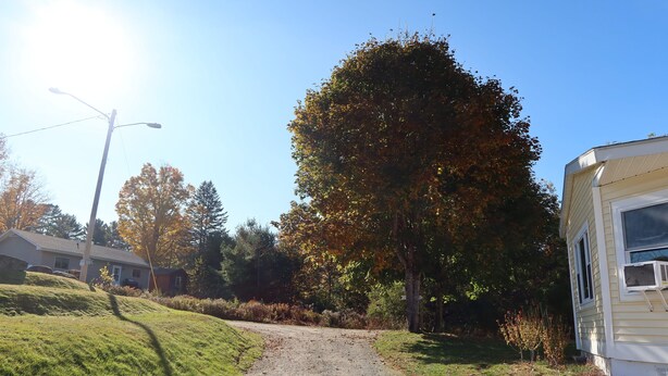 A gravel path leading to a house with a large tree in the background.