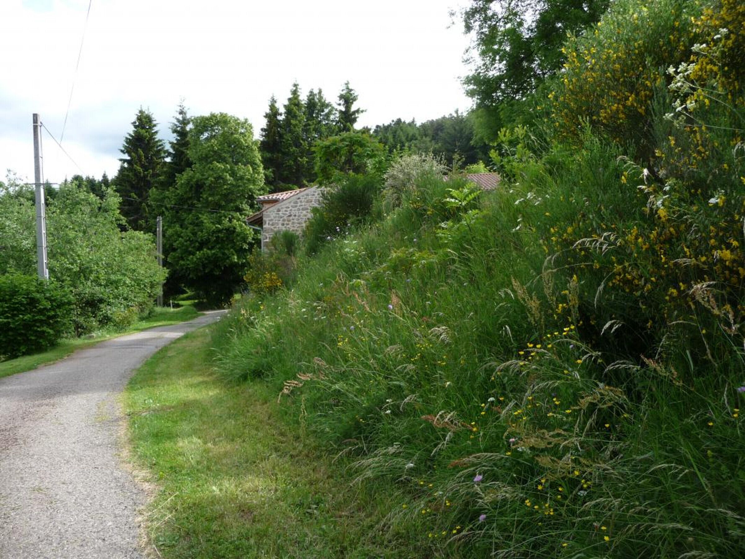 A rural road with a stone house on a hill, surrounded by dense greenery and wildflowers.